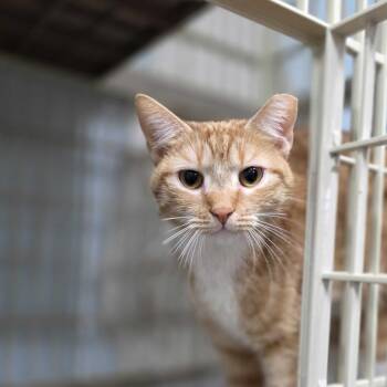 Perry -  Domestic Short Hair Cat for Adoption in Valdosta, Georgia - Perry | PetCurious