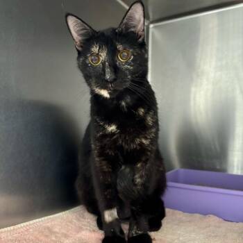 Domestic Short Hair Cats Available for Adoption - Sante Fe | PetCurious