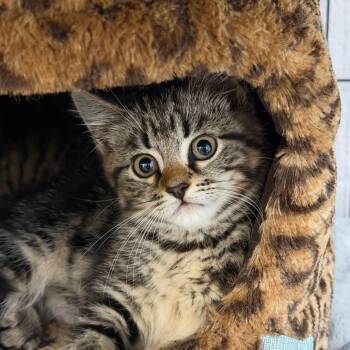 Bay -  Domestic Short Hair Cat for Adoption in Hampton Bays, New York - Bay | PetCurious