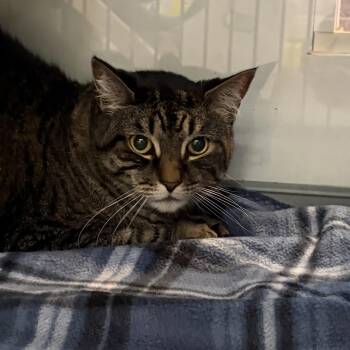 Domestic Short Hair Cats Available for Adoption in Peconic, New York - Muta | PetCurious