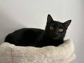 Domestic Short Hair Cats Available for Adoption - Astrid | PetCurious