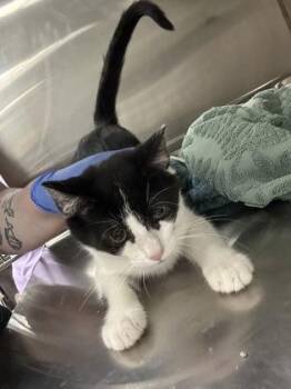 Lucy -  Domestic Short Hair Cat for Adoption in Cincinnati, Ohio - Lucy | PetCurious