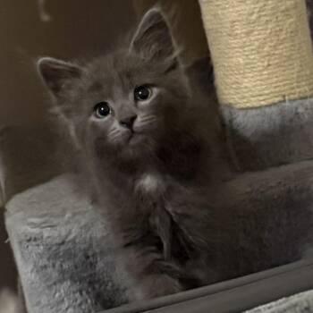 Domestic Short Hair Cats Available for Adoption in Austin, Texas - Rutabaga 5 | PetCurious