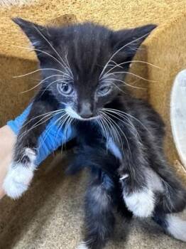 Kiwi -  Domestic Short Hair Cat for Adoption in Shreveport, Louisiana - Kiwi | PetCurious