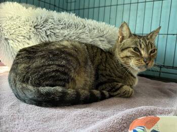 Domestic Short Hair Cats Available for Adoption - Toot | PetCurious