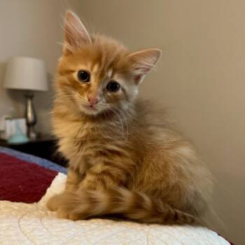 Domestic Long Hair Cats Available for Adoption in Chattanooga, Tennessee - Bumble | PetCurious