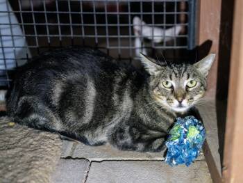 Moota -  Domestic Short Hair Cat for Adoption in Marana, Arizona - Moota | PetCurious