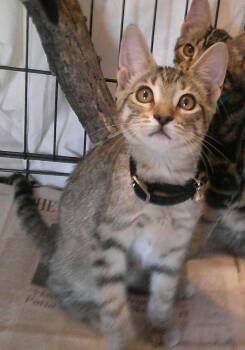CRYSTAL -  Domestic Short Hair Cat for Adoption in Olympia, Washington - CRYSTAL | PetCurious
