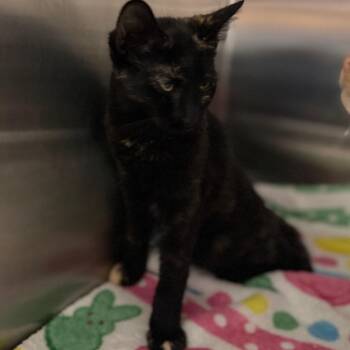 Linden -  Domestic Short Hair Cat for Adoption in Spokane, Washington - Linden | PetCurious