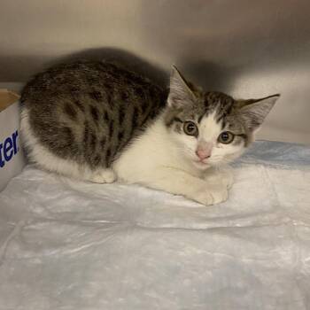 Robin -  Domestic Short Hair Cat for Adoption in Westminster, California - Robin | PetCurious