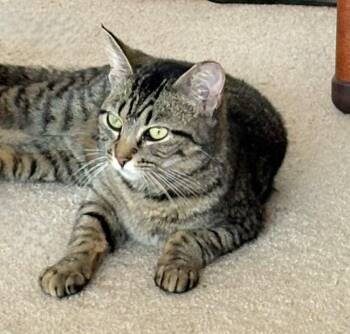 Lee (Lisa) -  Tabby and Domestic Short Hair Cat for Adoption in Lombard, Illinois - Lee (Lisa) | PetCurious