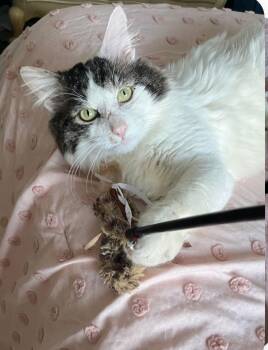 Domestic Short Hair Cats Available for Adoption - Leo Bean | PetCurious