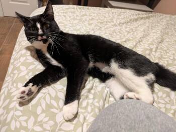 Domestic Short Hair Cats Available for Adoption in Greenwich Township, New Jersey - Gazpacho | PetCurious