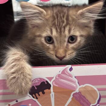 Citrus and Harper -  Domestic Long Hair and Calico Cat for Adoption in Liverpool, Texas - Citrus And Harper | PetCurious