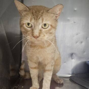 Chewie -  Domestic Short Hair Cat for Adoption in Fall River, Massachusetts - Chewie | PetCurious