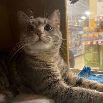 Vesper -  Domestic Short Hair Cat for Adoption in Chicago, Illinois - Vesper | PetCurious