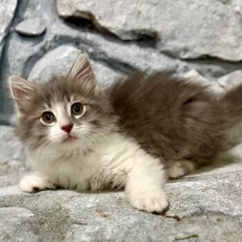 Domestic Long Hair Cats Available for Adoption in Bentonville, Arkansas - Athena | PetCurious