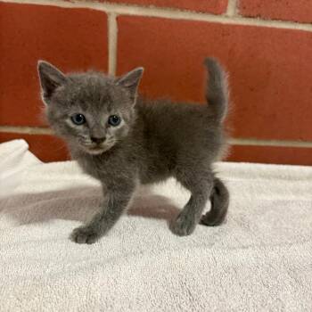 Axle -  Domestic Short Hair Cat for Adoption in Cabot, Arkansas - Axle | PetCurious