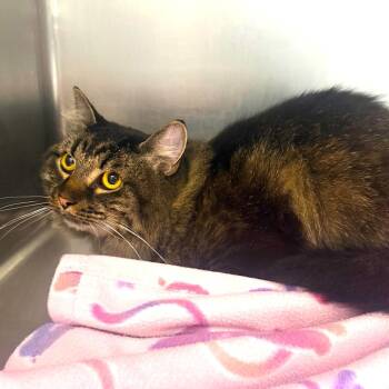 SASHA -  Tabby Cat for Adoption in Joshua Tree, California - SASHA | PetCurious