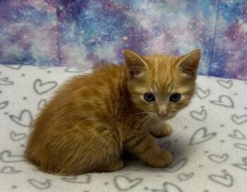 Domestic Short Hair Cats Available for Adoption in Washington Court House, Ohio - Linus | PetCurious