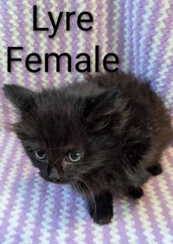Lyre -  Domestic Long Hair Cat Available for Adoption in Clarksville, Tennessee - Lyre | PetCurious