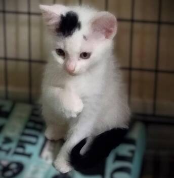 Domestic Short Hair Cats Available for Adoption in Fort Myers, Florida - Melina | PetCurious