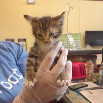 Kyle -  Domestic Short Hair Cat for Adoption in Lynchburg, Virginia - Kyle | PetCurious