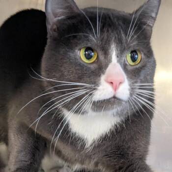 Domestic Short Hair Cats Available for Adoption in Spokane, Washington - Tommy | PetCurious