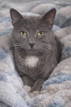 Domestic Short Hair Cats Available for Adoption - Shimmer | PetCurious