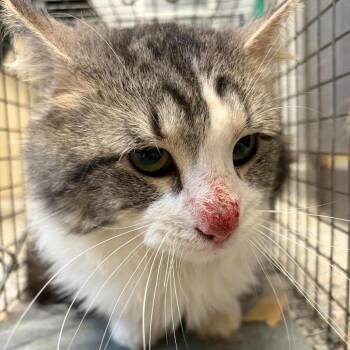 Mom Cozy (Barn Cat) -  Domestic Short Hair Cat Available for Adoption in West Olive, Michigan - Mom Cozy (Barn Cat) | PetCurious