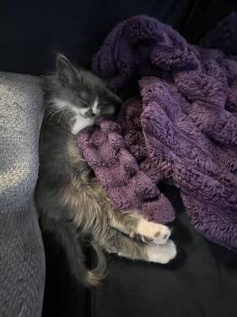 Nemo -  Domestic Long Hair Cat for Adoption in The Woodlands, Texas - Nemo | PetCurious