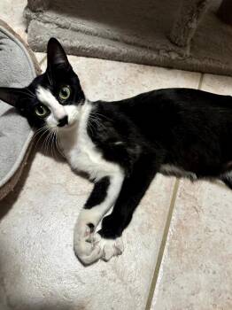 Rescue Domestic Short Hair Cats for Adoption in Mokena, Illinois - Snuggles | PetCurious