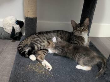 Lyrical -  Tabby Cat for Adoption in Edmonton, Alberta - Lyrical | PetCurious
