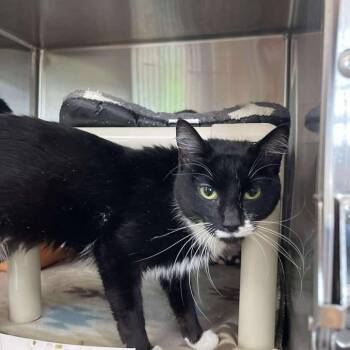 Primrose -  Domestic Short Hair Cat for Adoption in Winthrop, Maine - Primrose | PetCurious