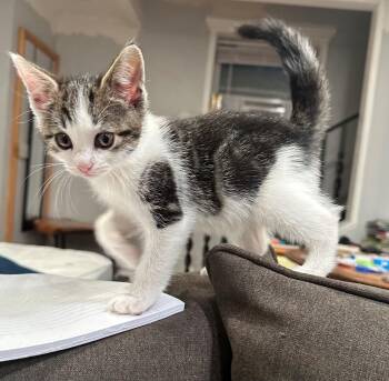 Cricket -  Domestic Short Hair Cat for Adoption in Bayonne, New Jersey - Cricket | PetCurious