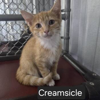 Creamsicle -  Domestic Short Hair Cat for Adoption in Snow Hill, North Carolina - Creamsicle | PetCurious
