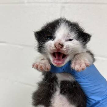 SVAS-Stray-39281 -  Domestic Short Hair Cat for Adoption in Lyndhurst, Virginia - SVAS-Stray-39281 | PetCurious