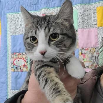 Domestic Short Hair Cats Available for Adoption in Hemet, California - Trixie | PetCurious