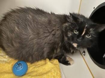Domestic Long Hair and Domestic Short Hair Cats Available for Adoption in Fairfax, Virginia - Cookie | PetCurious