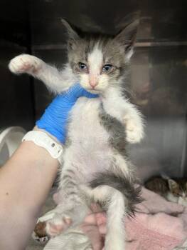 Domestic Short Hair Cats Available for Adoption in Woodland, California - *SWEET PEA | PetCurious