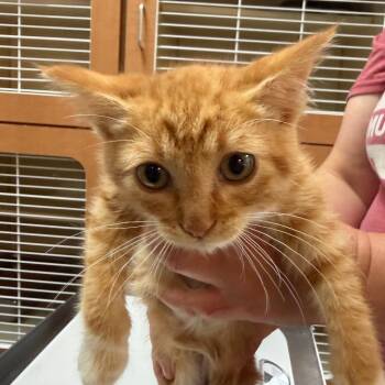 Piston -  Domestic Short Hair Cat for Adoption in Idaho Falls, Idaho - Piston | PetCurious