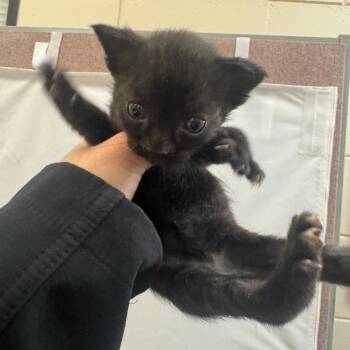 SCFL-Stray-67185_2 -  Domestic Short Hair Cat for Adoption in Lake Panasoffkee, Florida - SCFL-Stray-67185_2 | PetCurious