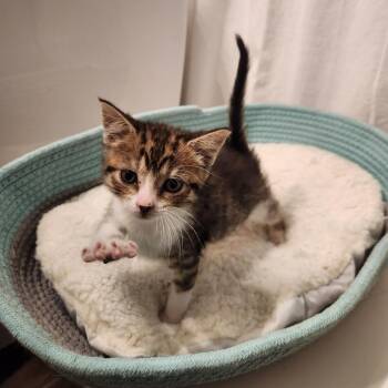 Pictionary -  American Shorthair Cat for Adoption in Spring Hill, Kansas - Pictionary | PetCurious
