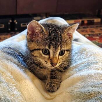 Domestic Short Hair Cats Available for Adoption in Minnetonka, Minnesota - Lemonhead C69057 | PetCurious