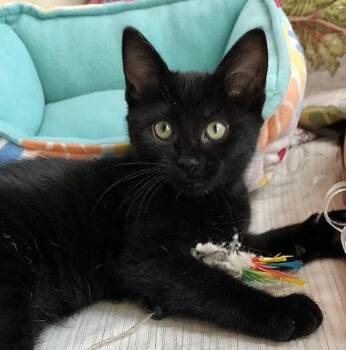 "Pip" -  Bombay and American Shorthair Cat for Adoption in Ventura, California - "Pip" | PetCurious