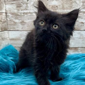 Paisley -  Domestic Long Hair Cat for Adoption in Lexington, Kentucky - Paisley | PetCurious