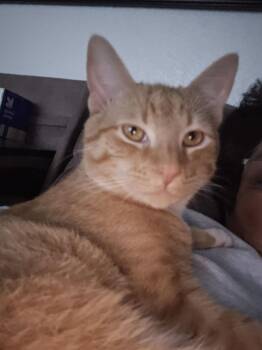 Tabby Cats Available for Adoption - Garfield ( Alice) | PetCurious