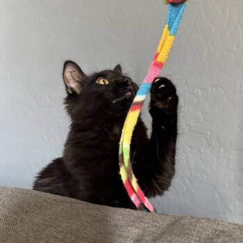 Domestic Medium Hair Cats Available for Adoption - Tessa | PetCurious