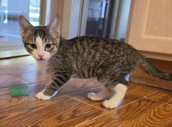 Katy -  Domestic Short Hair Cat for Adoption in Evergreen, Colorado - Katy | PetCurious