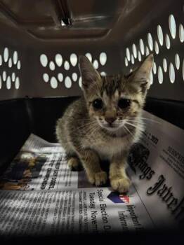FROYO -  Domestic Short Hair Cat for Adoption in San Antonio, Texas - FROYO | PetCurious